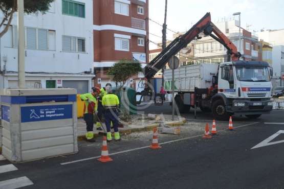 Parques y Jardines elimina en Salinetas el árbol que ensuciaba los recipientes de basura (Foto TA)